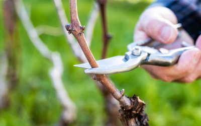 The Master’s Pruning